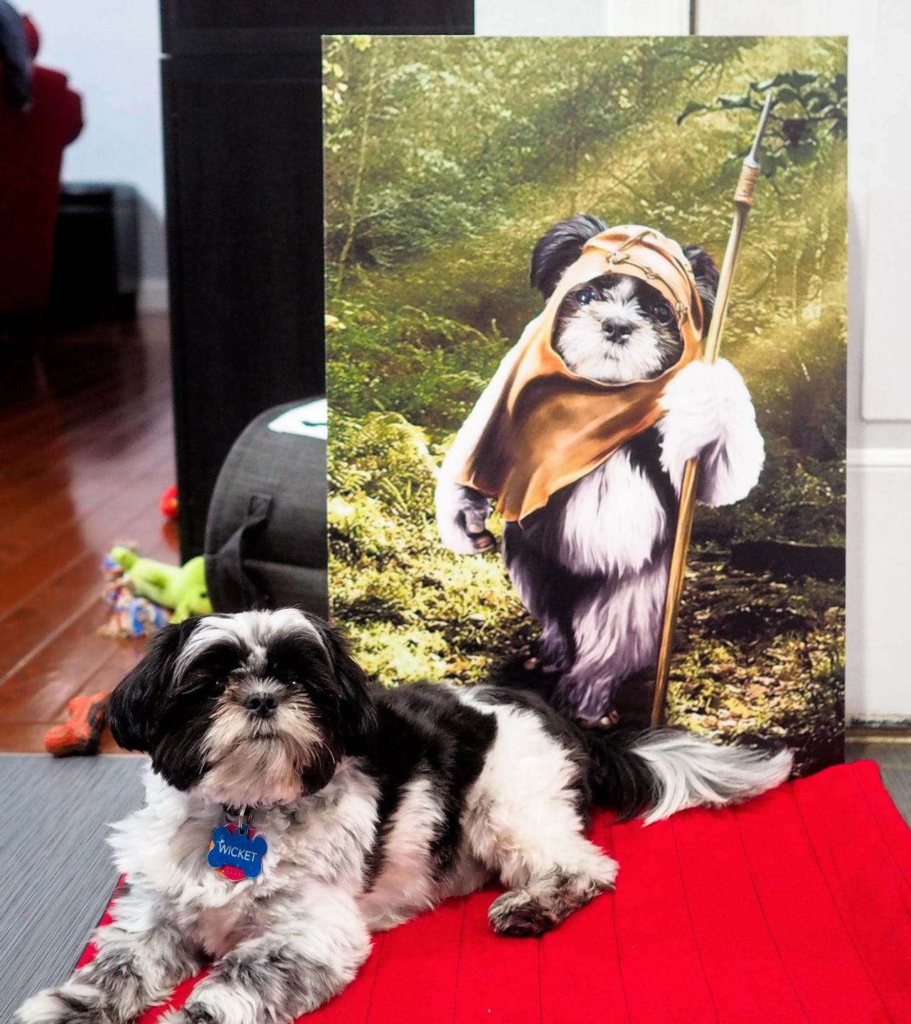 Black and white Shih Tzu dog named Wicket next to a personalized canvas of himself as an Ewok.